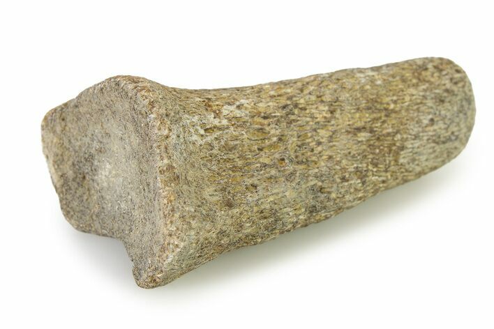 Fossil Mosasaur Vertebra - Texas #322930